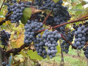 Vitis vinifera - odpowiednie cięcie zapewnia obfite zbiory