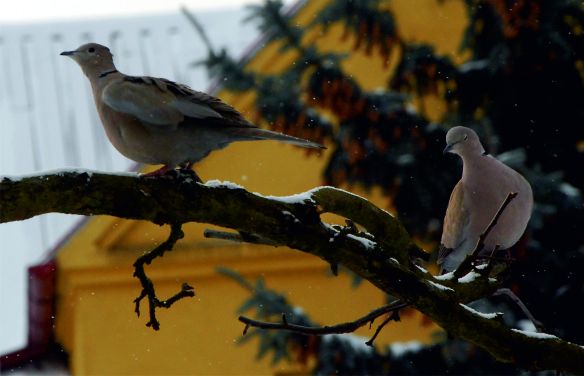 synogarlica turecka - sierpówka (Streptopelia decaocto) - gołębie te pożywienie zdobywają głównie na ziemi, czyli jedzą to, co z karmnika wypadnie :)